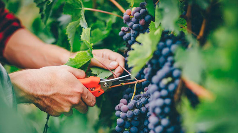 grape picking