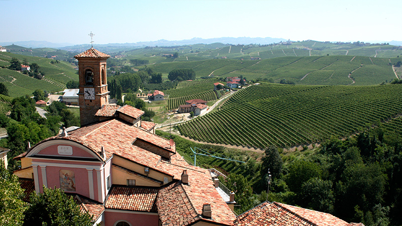 vineyards in Italy